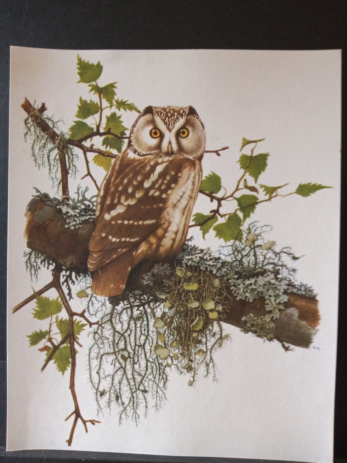 Dwerguil  Dwergooruil en Ruigpootuil getekend P Barruel, Gebruikt, Verzenden, 1940 tot 1960, Dier