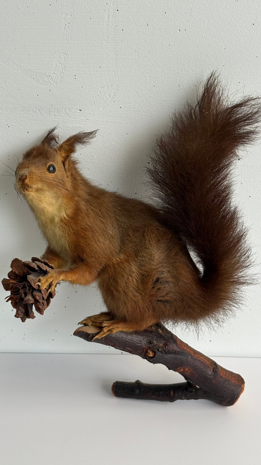 Taxidermie vintage opgezette rode eekhoorn/Sciurus vulgaris, Ophalen, Zo goed als nieuw, Wild dier, Opgezet dier