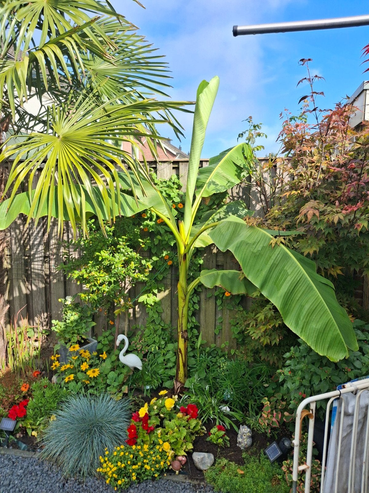 Winterharde Musa moederplant - 4 jaar oud, veel pups!, Tuin en Terras, Ophalen of Verzenden