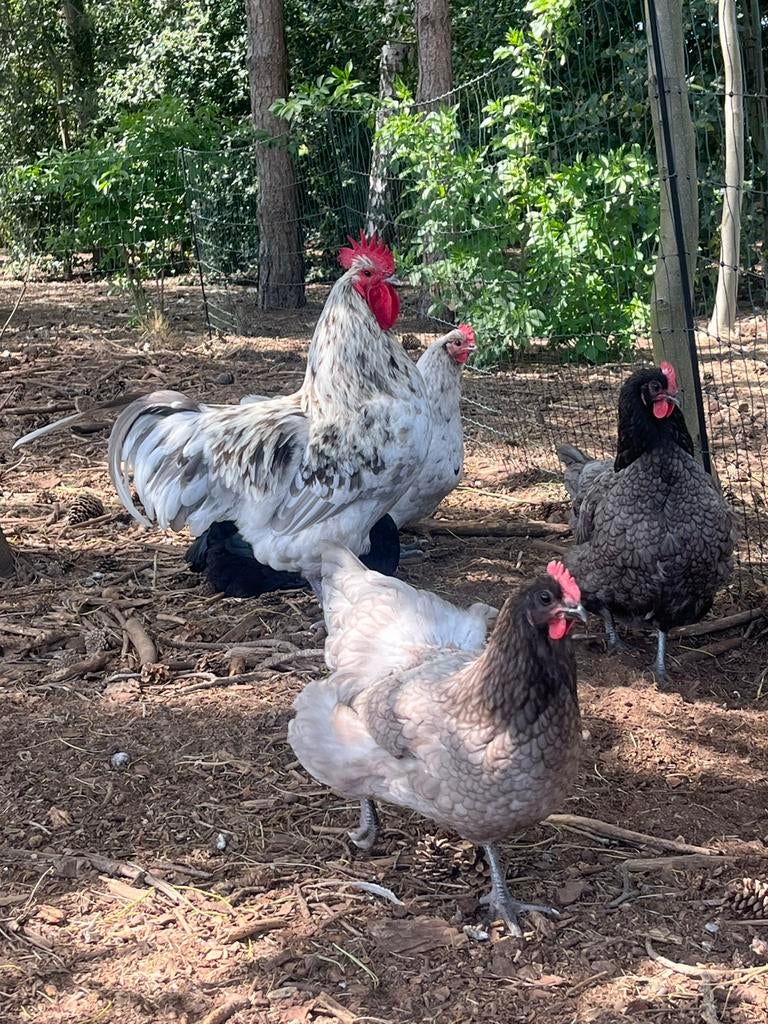 Australorp kuikens, Dieren en Toebehoren, Pluimvee, Meerdere dieren, Kip