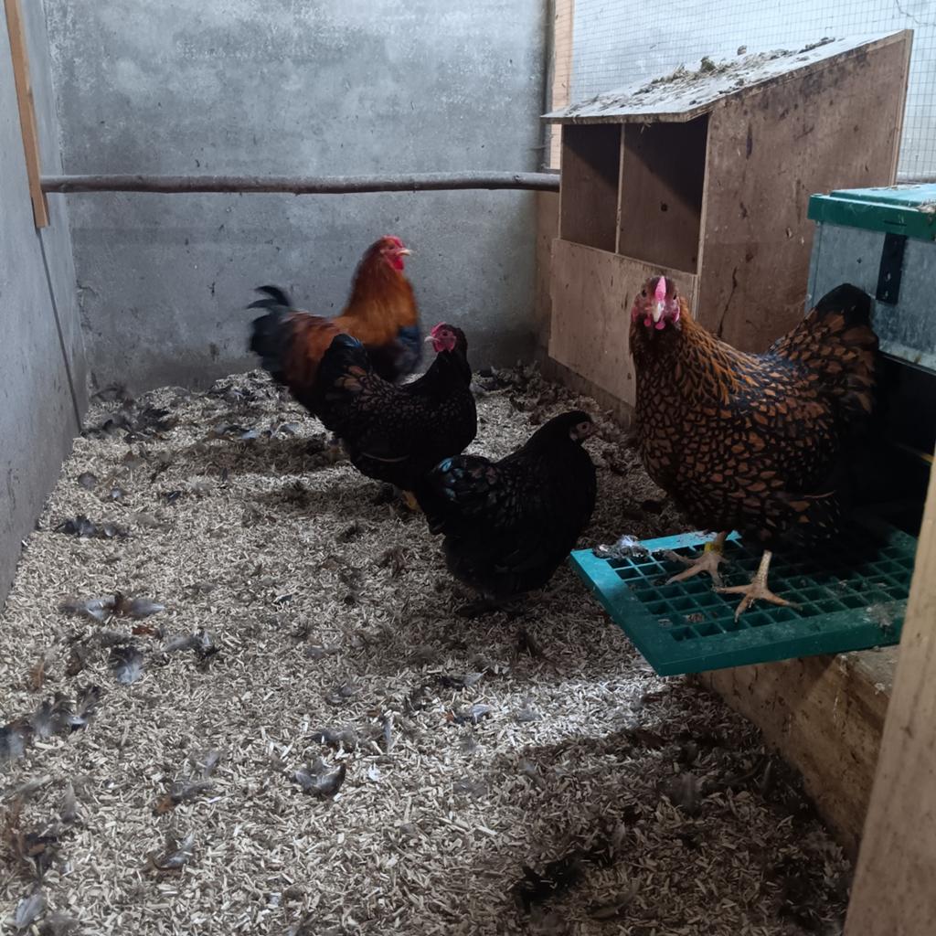 Wyandotte broedeieren, Dieren en Toebehoren, Geslacht onbekend, Kip