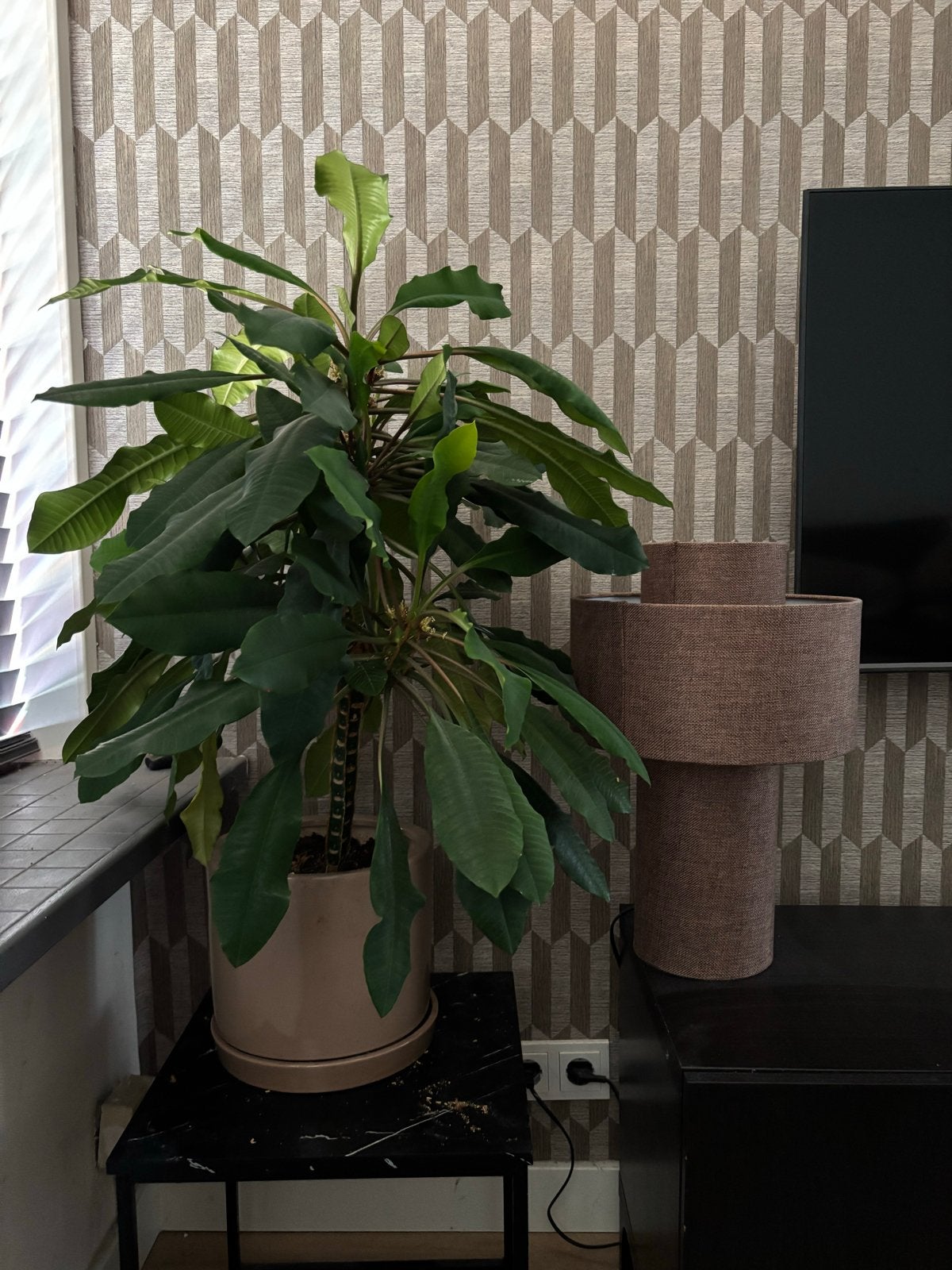 Zaden of stekjes Euphorbia Leuconeura (Madagascar Jewel), Ophalen, Gehele jaar, Halfschaduw, Zaad