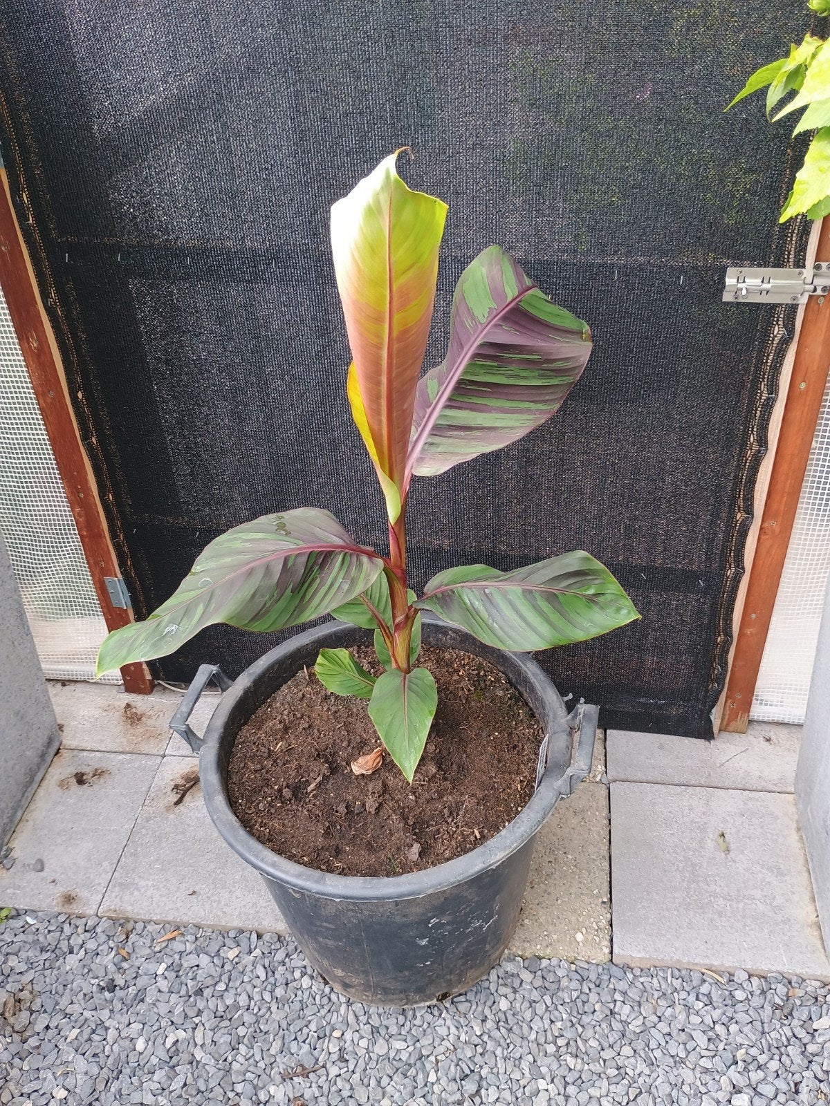 te koop winterharde Musa sikkimensis ever Red, Tuin en Terras, Ophalen, Overige soorten, Volle zon