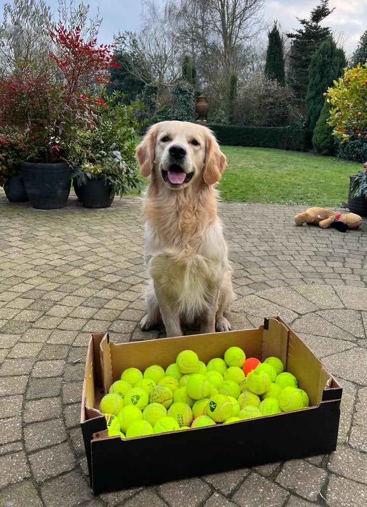 Gebruikte tennisballen bal hond (10-25-50-100 stuks), Ophalen of Verzenden