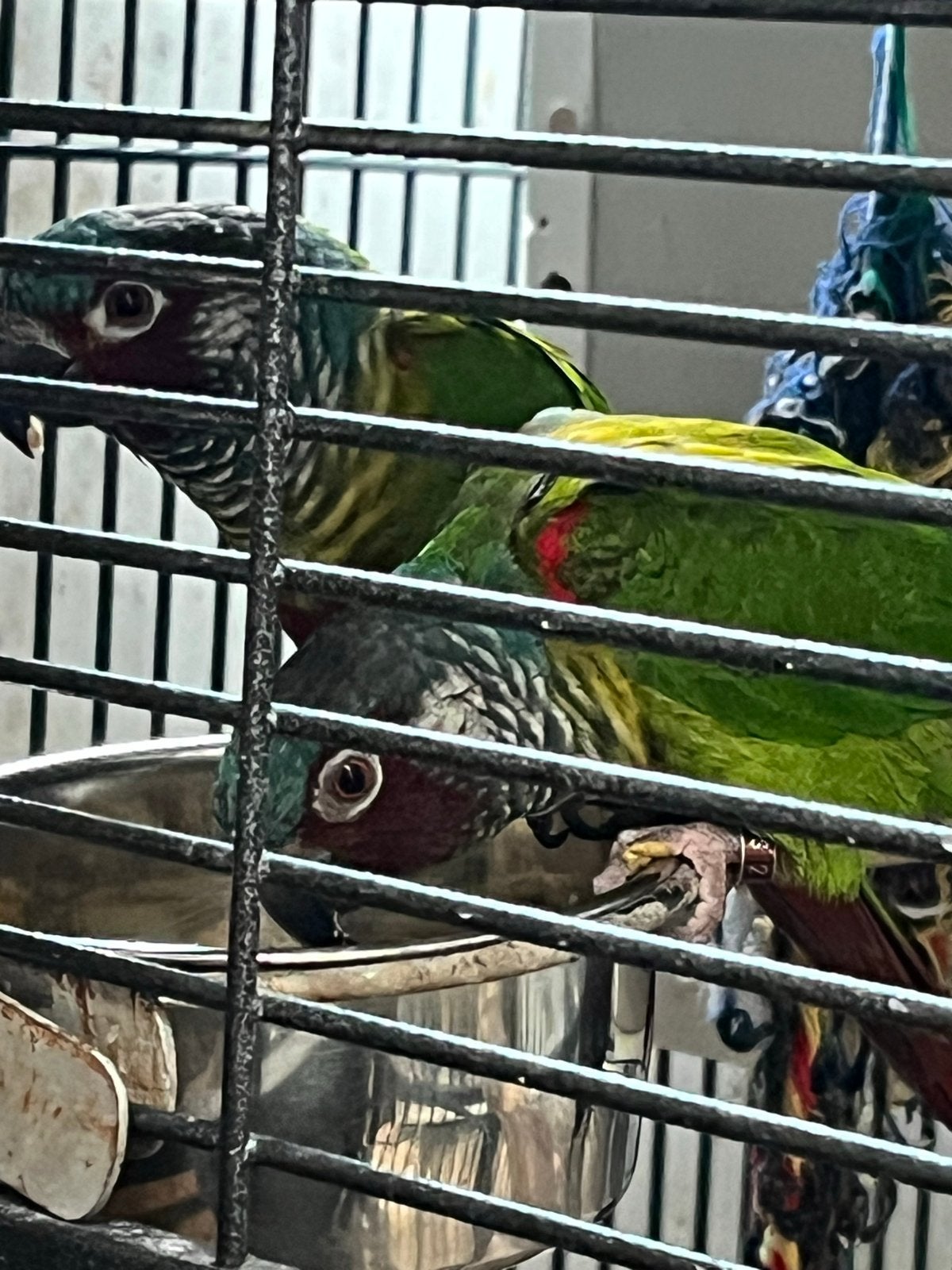 Koppel Groenwangparkieten te koop, Dieren en Toebehoren, Vogels | Parkieten en Papegaaien, Meerdere dieren, Parkiet, Geringd
