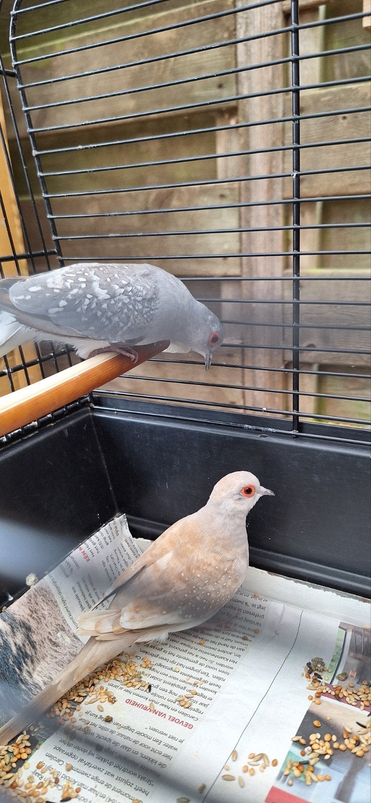 2 diamant duifjes, Dieren en Toebehoren, Mannelijk