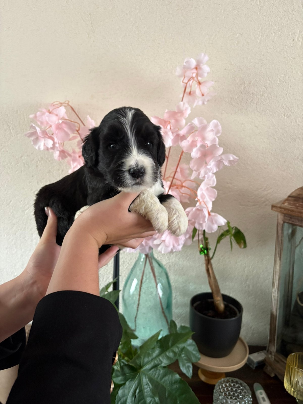 Nog 1 Super Leuke Bernedoodle Pup, Dieren en Toebehoren, Overige rassen, CDV (hondenziekte), 8 tot 15 weken, Meerdere
