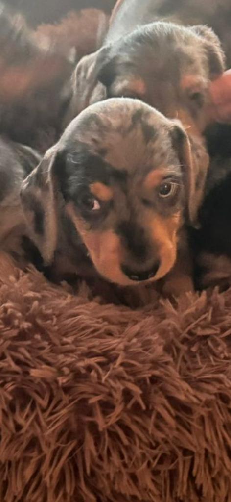 Te koop mooie dwegteckel merle pups, Parvo, 8 tot 15 weken, Dwerg, Meerdere