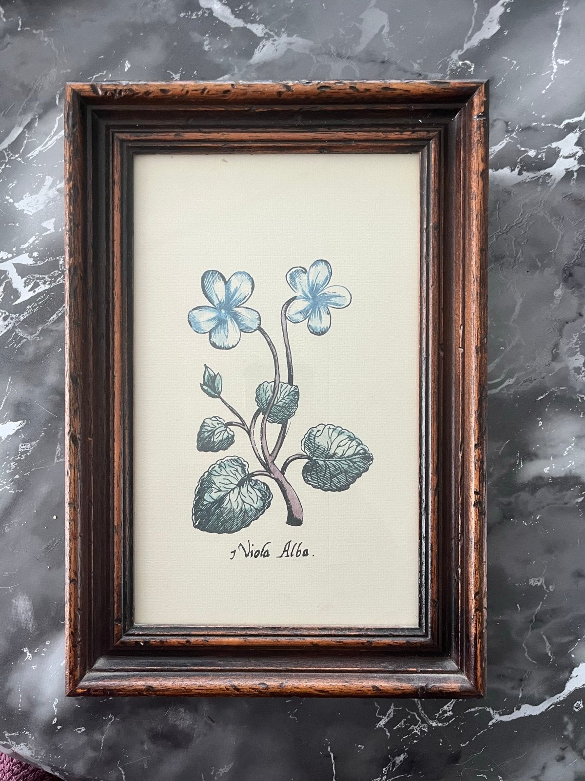 Vintage ingelijste botanische print, Ophalen of Verzenden, Print, Prent, Ingelijst