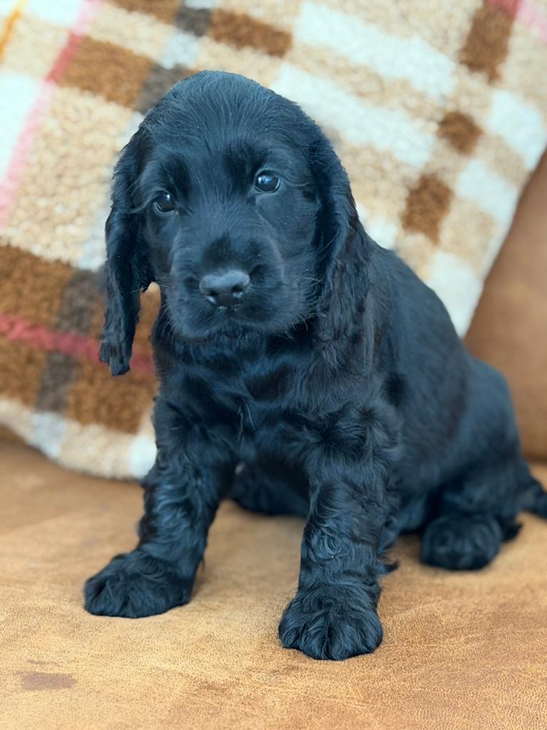 Cocker spaniel pup, Dieren en Toebehoren, 8 tot 15 weken, Eén hond, Nederland, Particulier