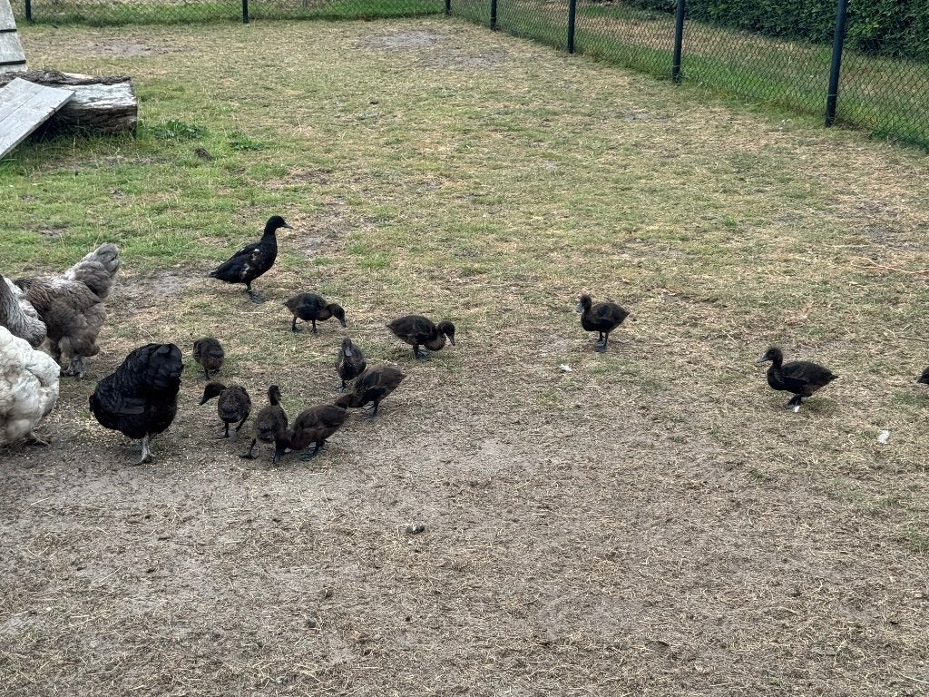Smaragd eenden, Meerdere dieren, Eend
