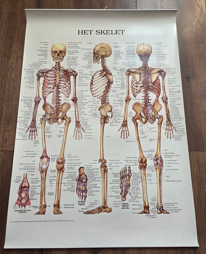 Posters skelet en spieren, Rechthoekig Staand, Deurposter of groter, Ophalen of Verzenden, Zo goed als nieuw