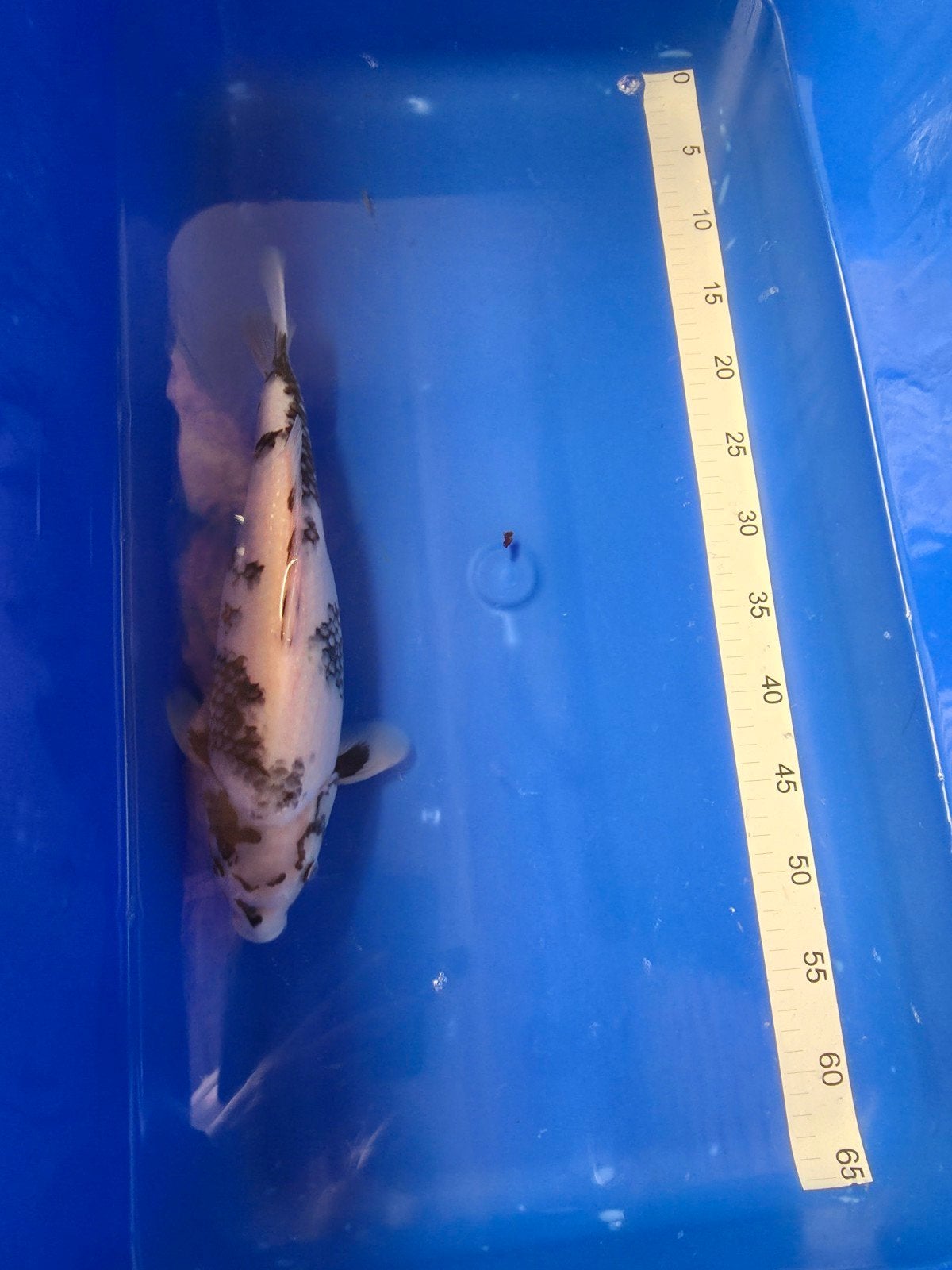 5 Japanse Koi (Nisai), Karper of Koi