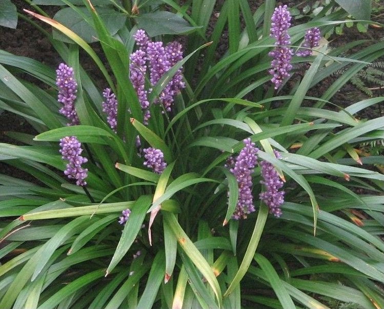 Liriope stekjes te koop, Ophalen of Verzenden, Halfschaduw