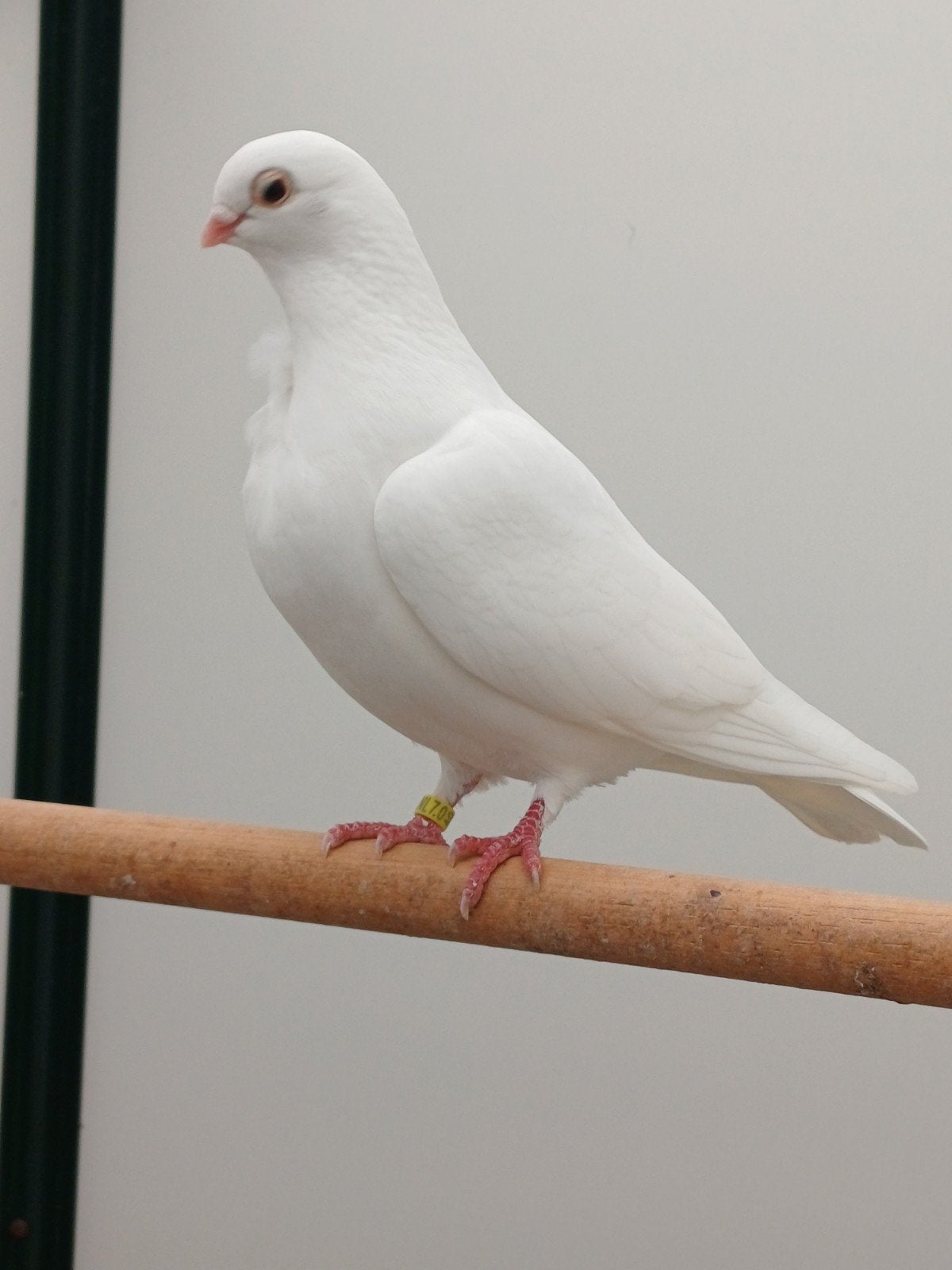 witte figurita duiven., Ophalen of Verzenden