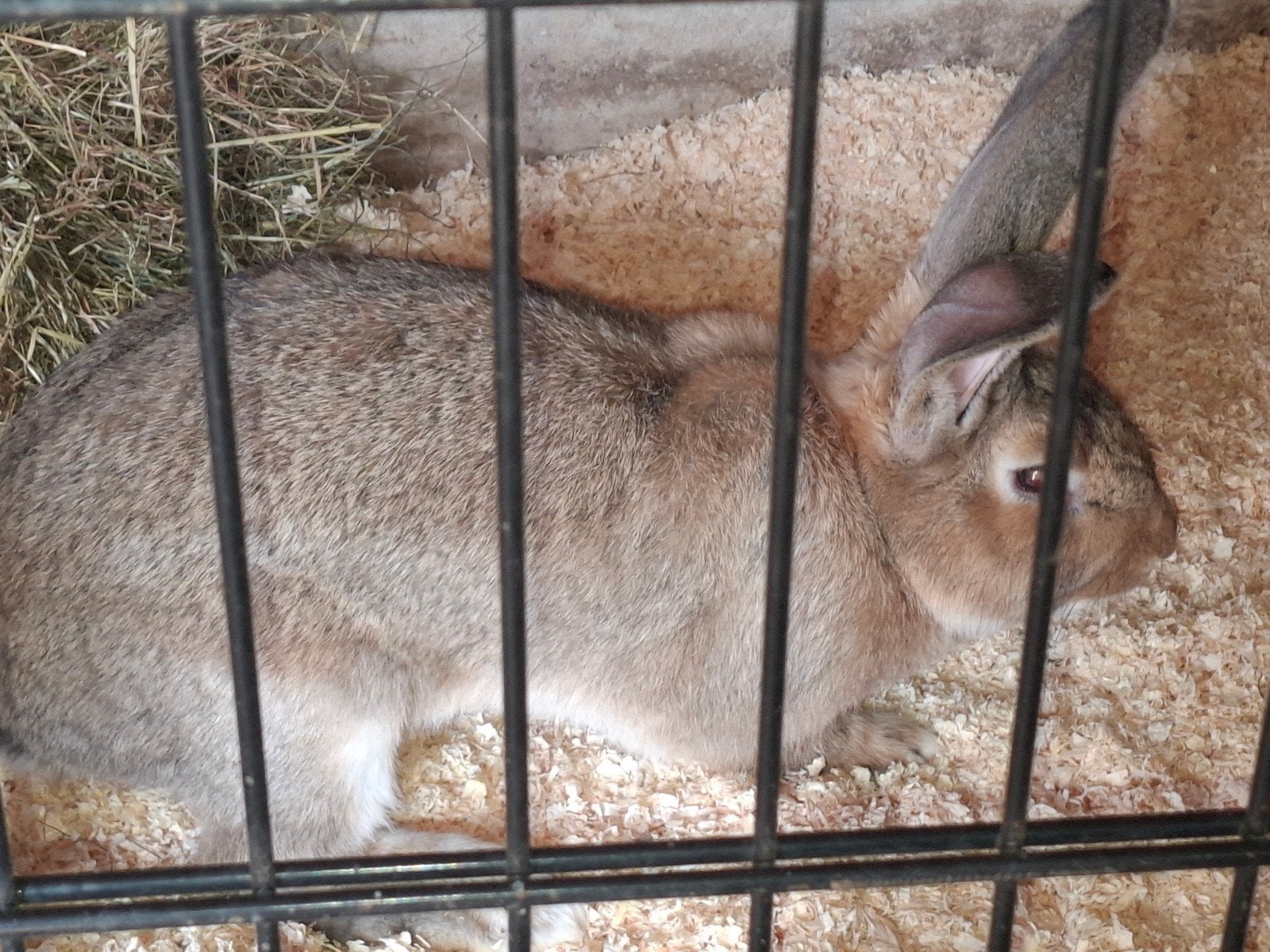 Vlaamse reus, Dieren en Toebehoren, Mannelijk, 0 tot 2 jaar