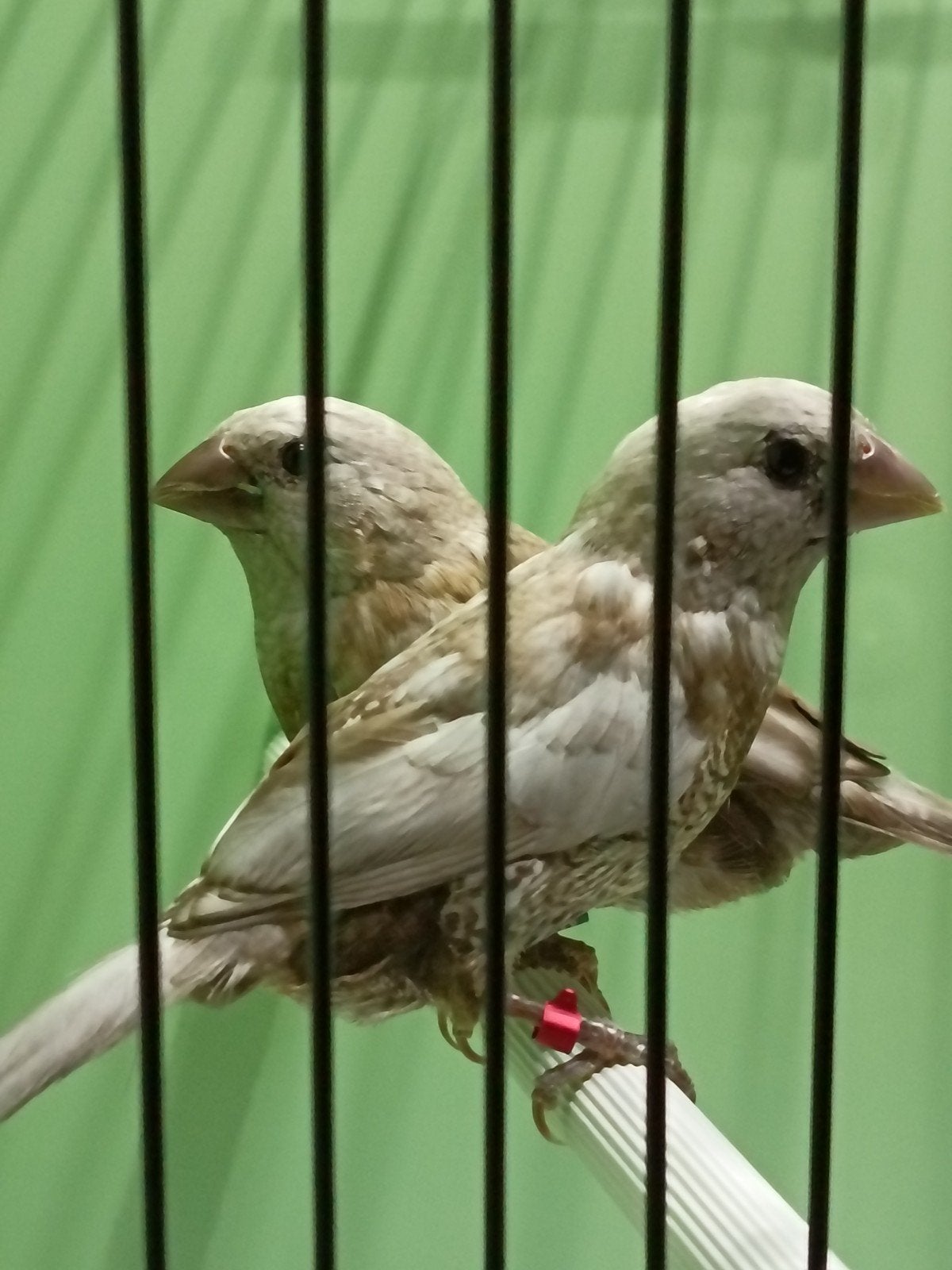 Koppel bruin geparelde japanse meeuwtjes 2026, Dieren en Toebehoren, Tropenvogel, Geringd