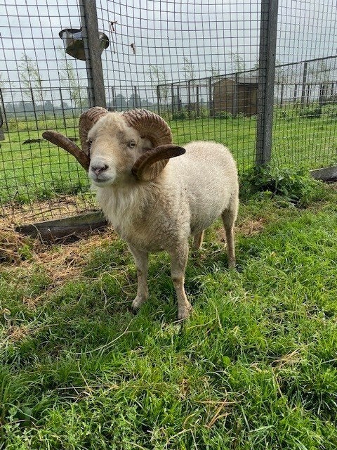 Dekram Ouessantschaap huren | Verschillende dieren, Dieren en Toebehoren, Mannelijk, Schaap