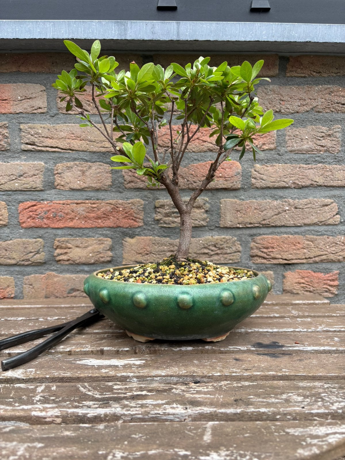 Bonsai azalea, Ophalen, Minder dan 30 cm, Rond, Zo goed als nieuw