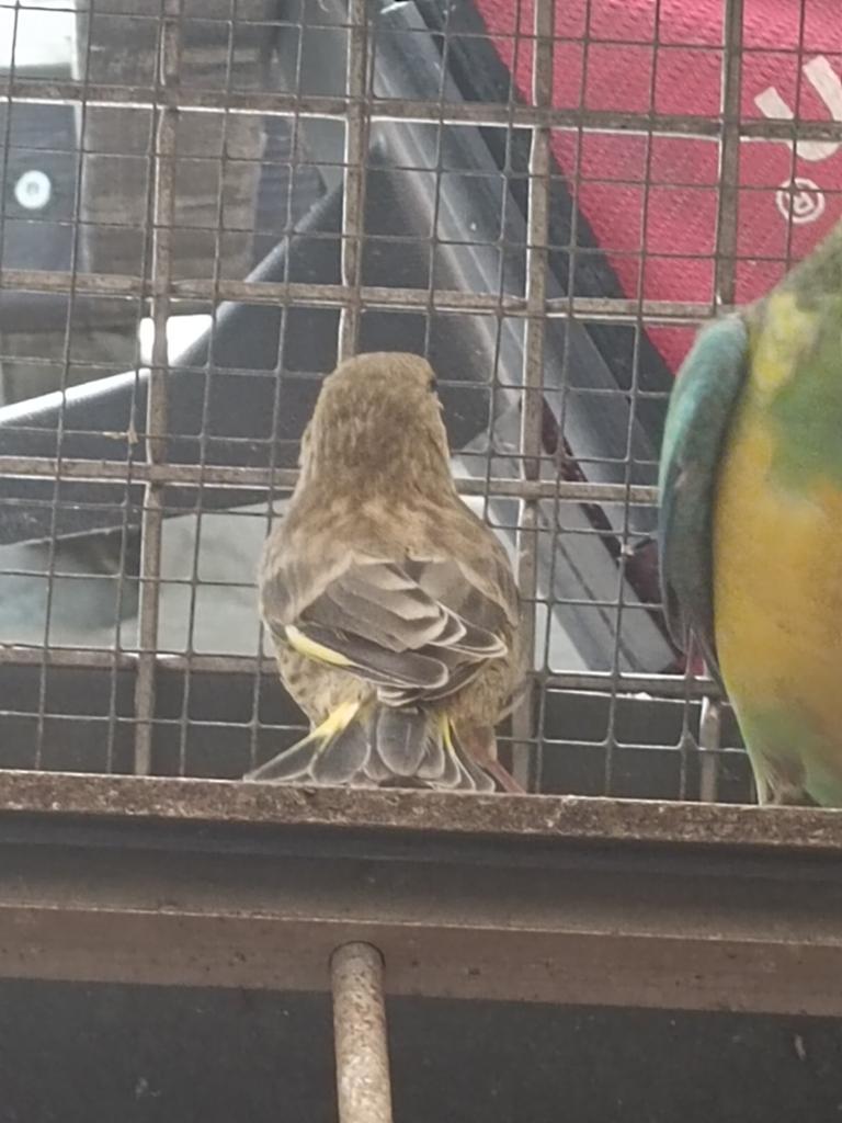 2 Jonge groenlingen uit 1 nest, Meerdere dieren