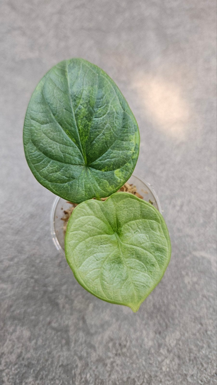 Alocasia Silver Dragon Aurea/GoG Variegata, Ophalen of Verzenden, Halfschaduw, Minder dan 100 cm