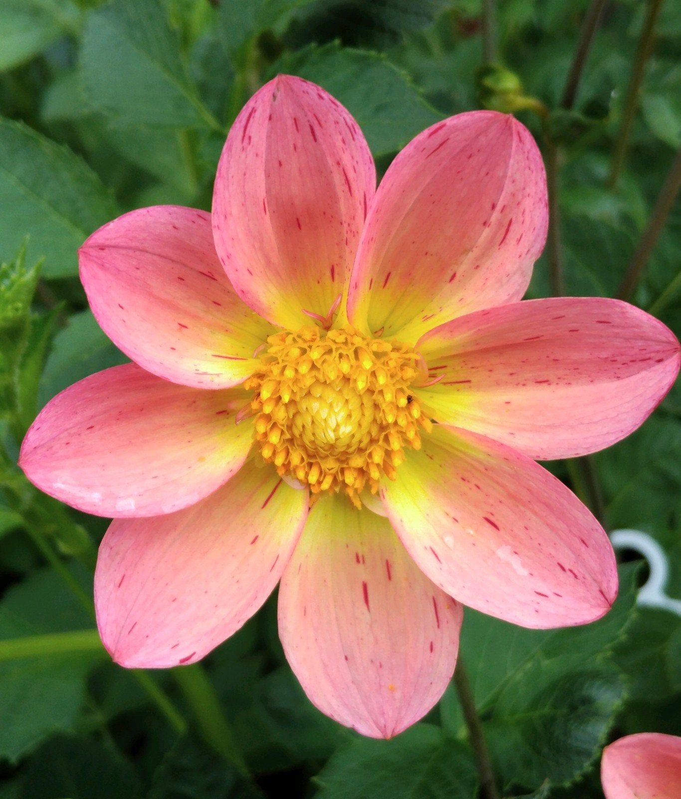 Dahlia knollen ~ pastel tinten. Laaste stuks!, Ophalen of Verzenden, Volle zon, Knol