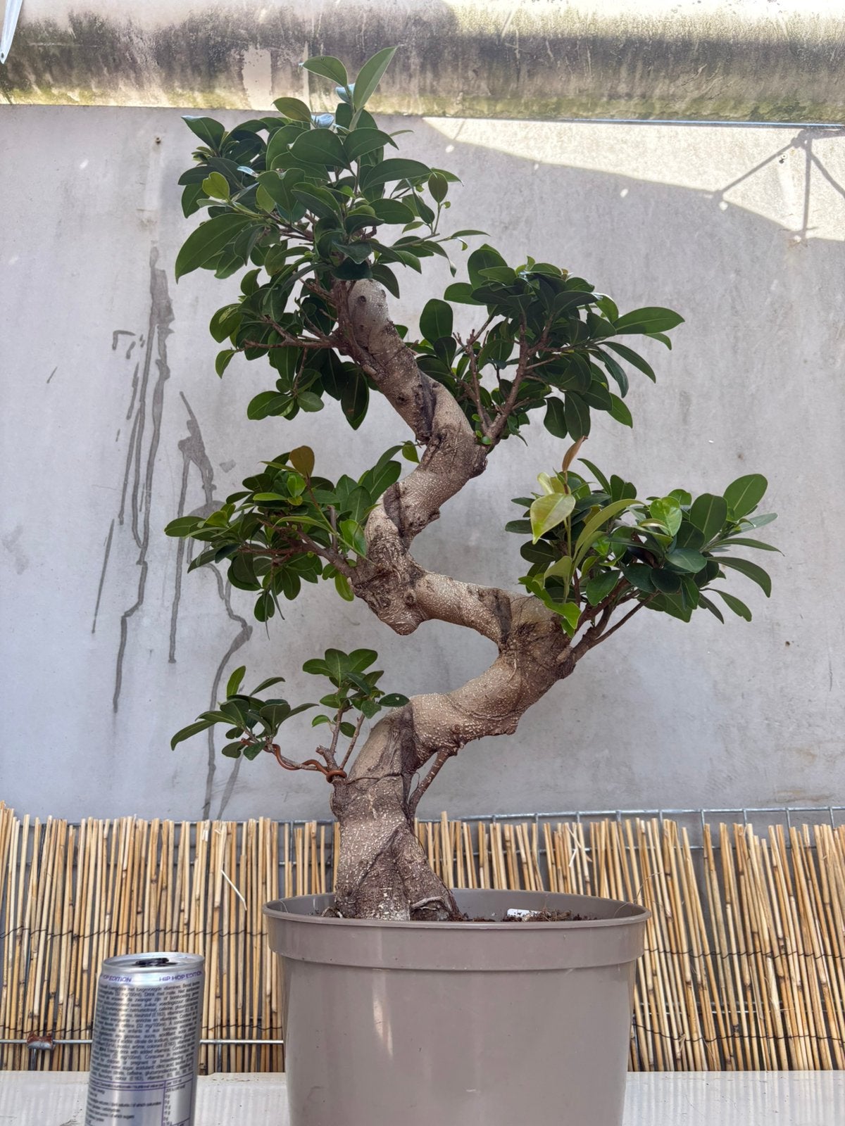 bijzondere Ficus bonsai -karaktervolle boom, Ophalen of Verzenden, Bloeit niet, Halfschaduw, Overige soorten