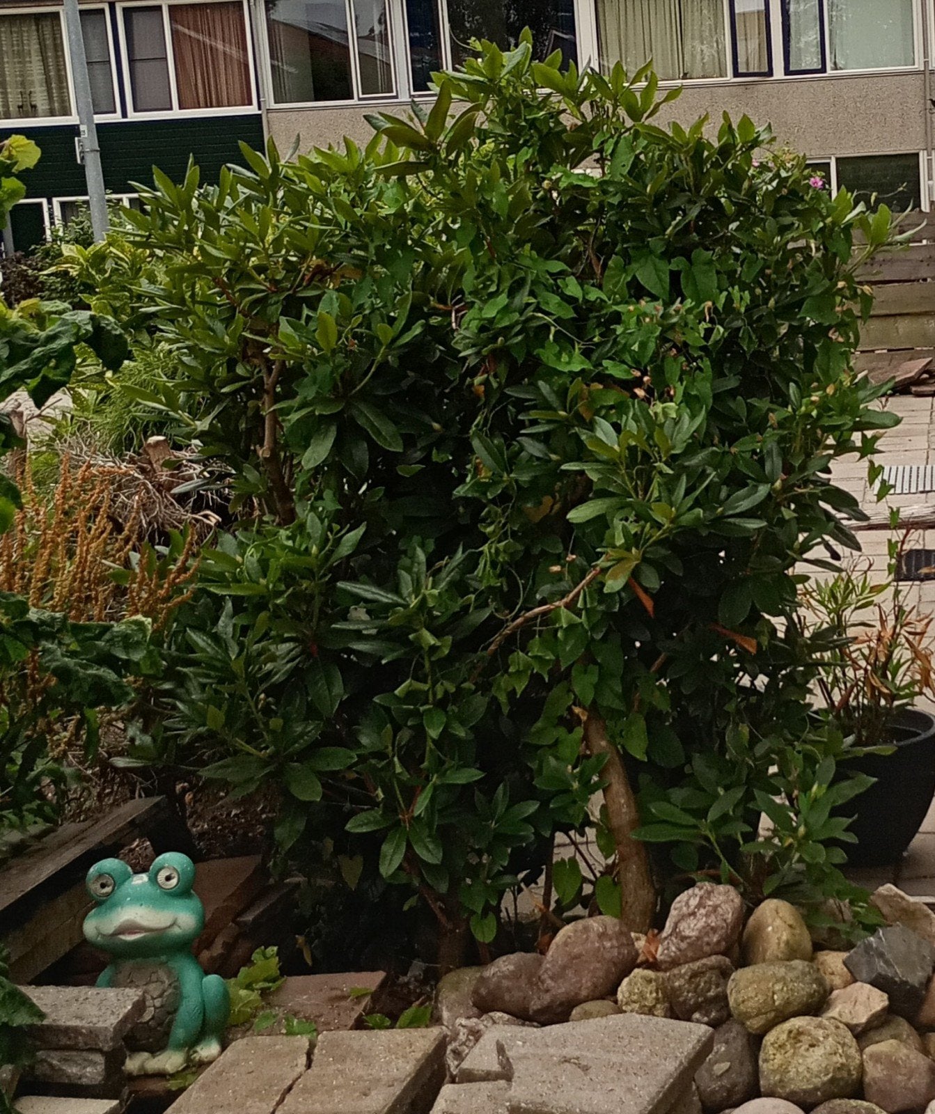 Grote Rhododendron - Prachtige Groenblijvende Struik, Vaste plant, Halfschaduw, Lente, Ophalen