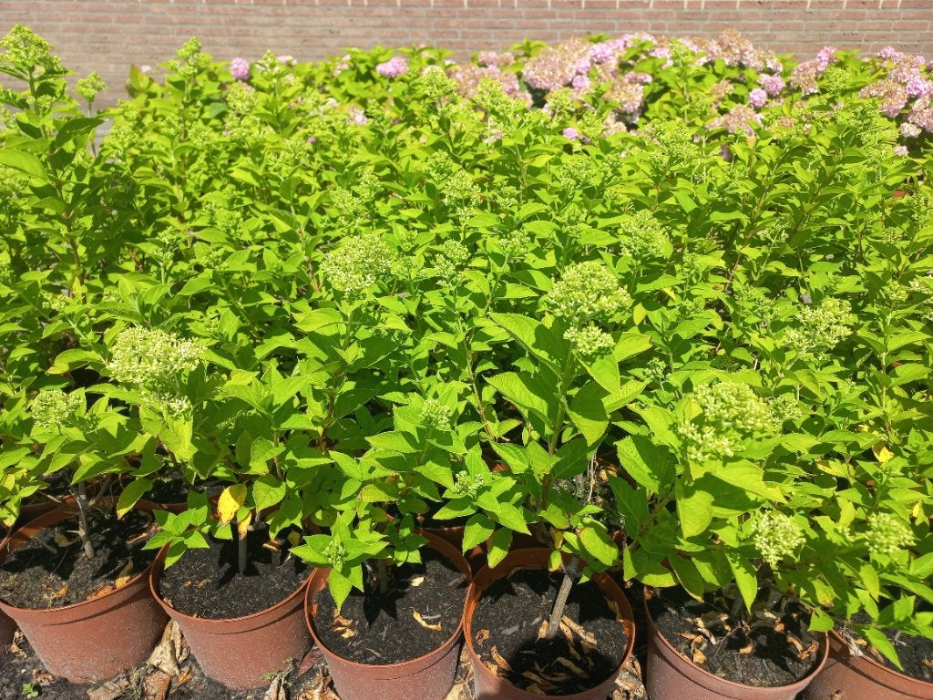 Hortensia pluimhortensia, Tuin en Terras, Vaste plant, Halfschaduw, Zomer, Ophalen