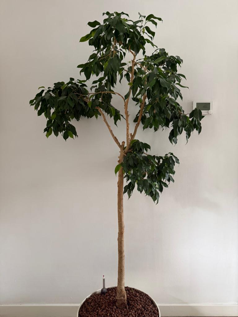 Ficus Benjamina XL (+hydrocultuur) 2m hoog, Huis en Inrichting, Kamerplanten, Ophalen, Ficus, Halfschaduw, In pot
