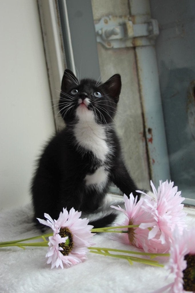 Prachtig zwarte kitten mag naar een goed huisje!, Dieren en Toebehoren, Kater, Kortharig, 0 tot 2 jaar