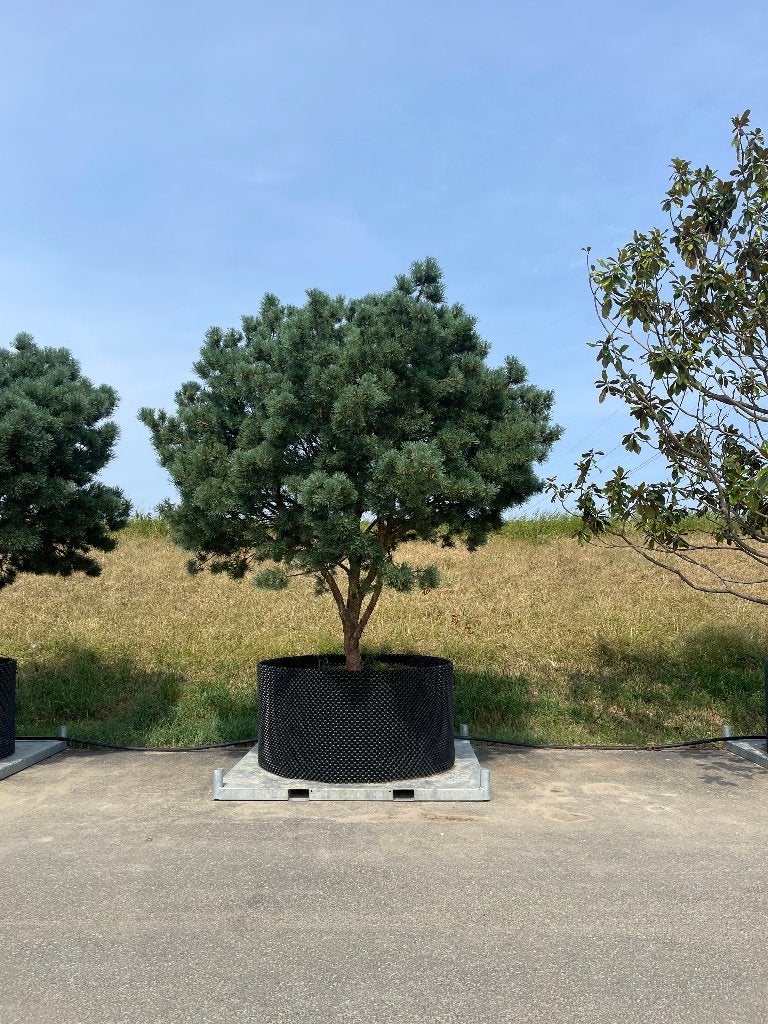 Pinus sylvestris 'Watereri' 300/350 hoog., Bloeit niet, Overige soorten, Minder dan 100 cm, Ophalen