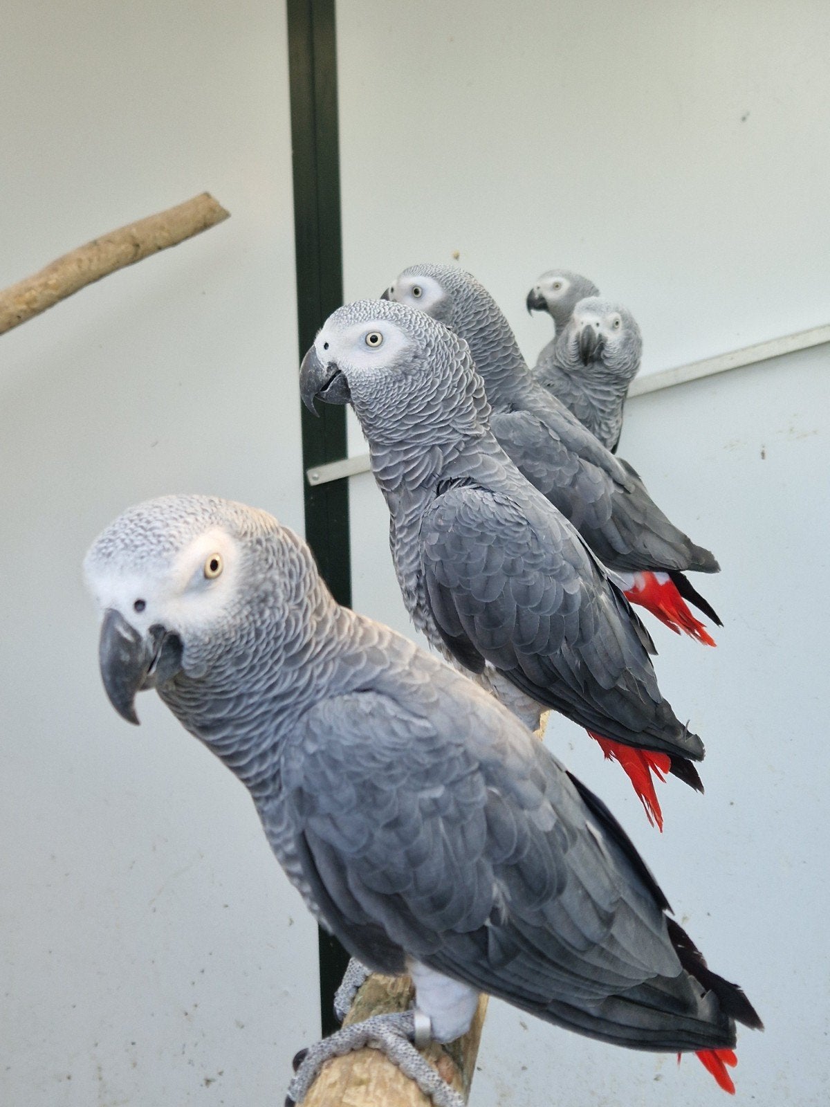 Koppel grijze roodstaart papegaaien, Meerdere dieren, Papegaai, Geringd