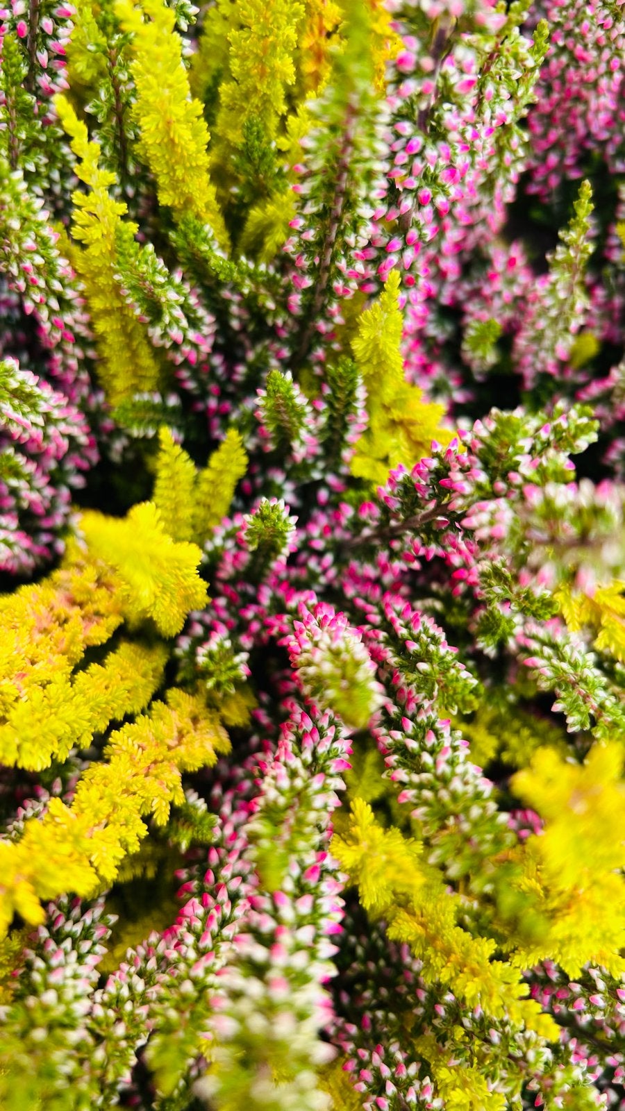 Kleurrijke Heideplant - Calluna vulgaris 'Symphony', Volle zon, Vaste plant, Herfst, Ophalen