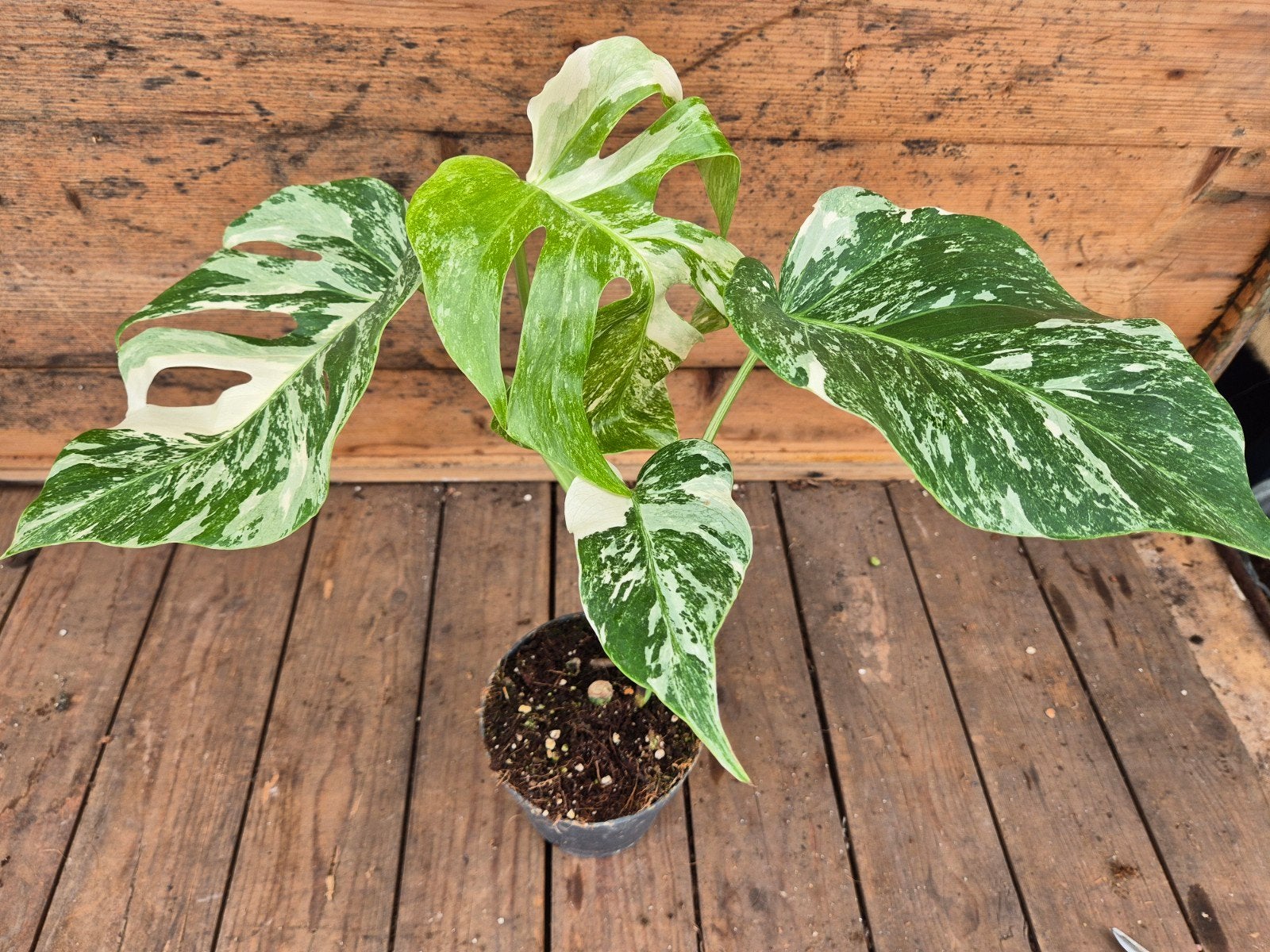 Monstera Deliciosa Variegata p12 (3), Huis en Inrichting, Kamerplanten, Minder dan 100 cm, Halfschaduw, Ophalen of Verzenden