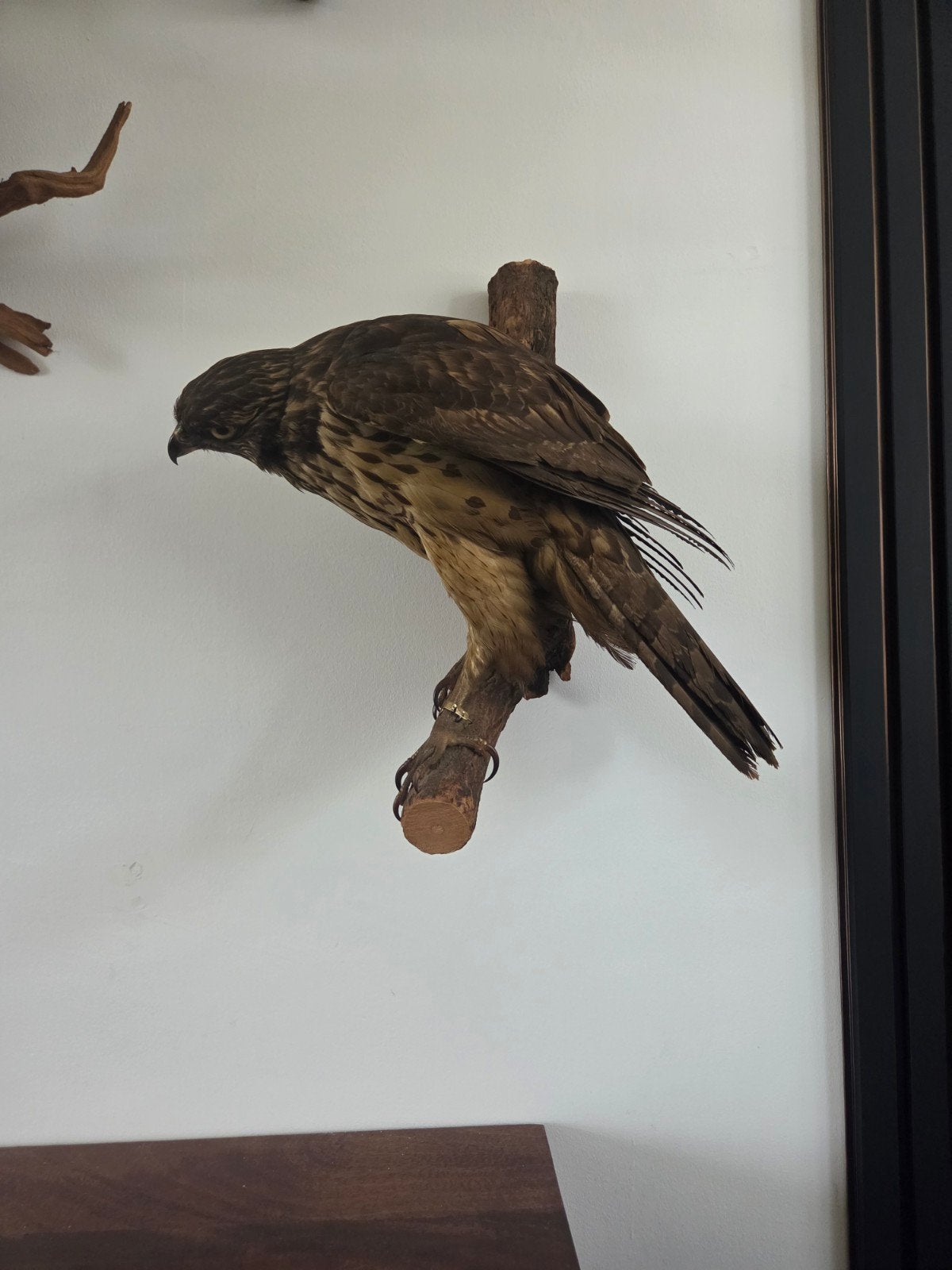 Opgezette havik in zeer goede staat vogel taxidermie, Ophalen of Verzenden, Zo goed als nieuw, Vogel, Opgezet dier