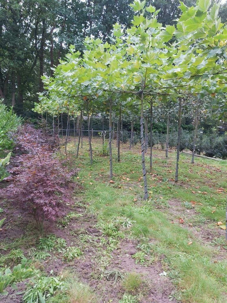 Laatste Dakplatanen in pot, 100 tot 250 cm, Dakboom, Ophalen, Volle zon