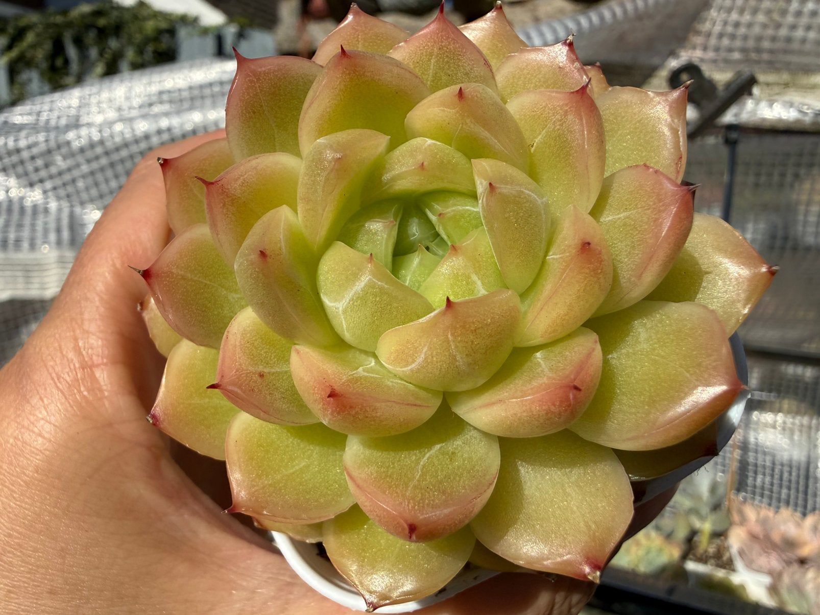 Echeveria Vitamin C Bubble/pot 6.5cm/vetplant/succulent, Ophalen of Verzenden, Halfschaduw, Minder dan 100 cm