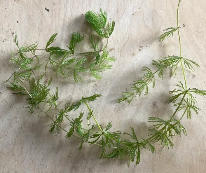 Gratis Hoornblad, Dieren en Toebehoren, Ophalen, Zo goed als nieuw, Plant(en), Steen of Hout