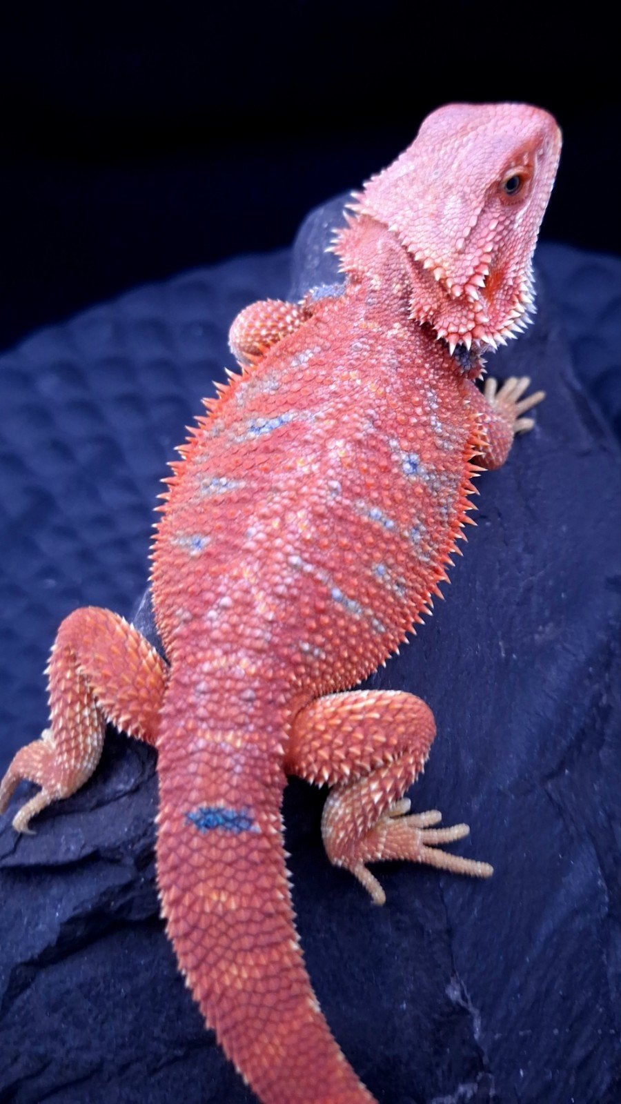 Red HypoTrans Coral G-Stripe Blue Bar Baardagaam man (Uniek) Bearded Dragon photo 5
