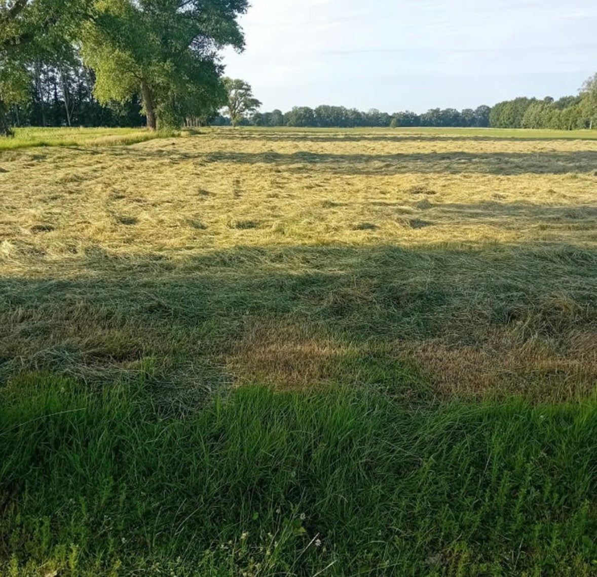 Hooi te koop, Dieren en Toebehoren, Stalling en Weidegang