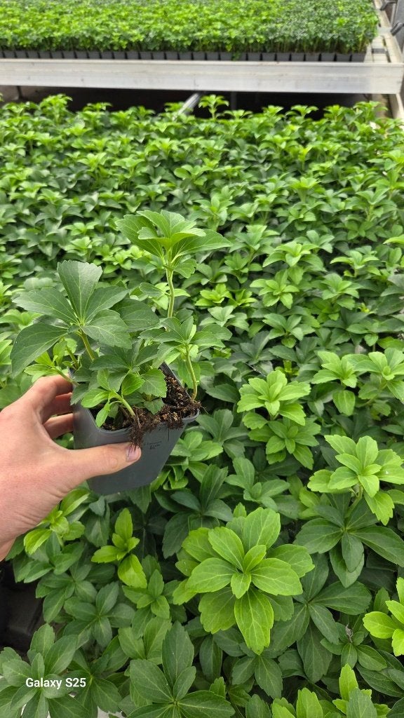 Pachysandra Terminalis - dikkemanskruid - groen jaarrond, Tuin en Terras, Ophalen, Vaste plant, Bodembedekkers, Halfschaduw