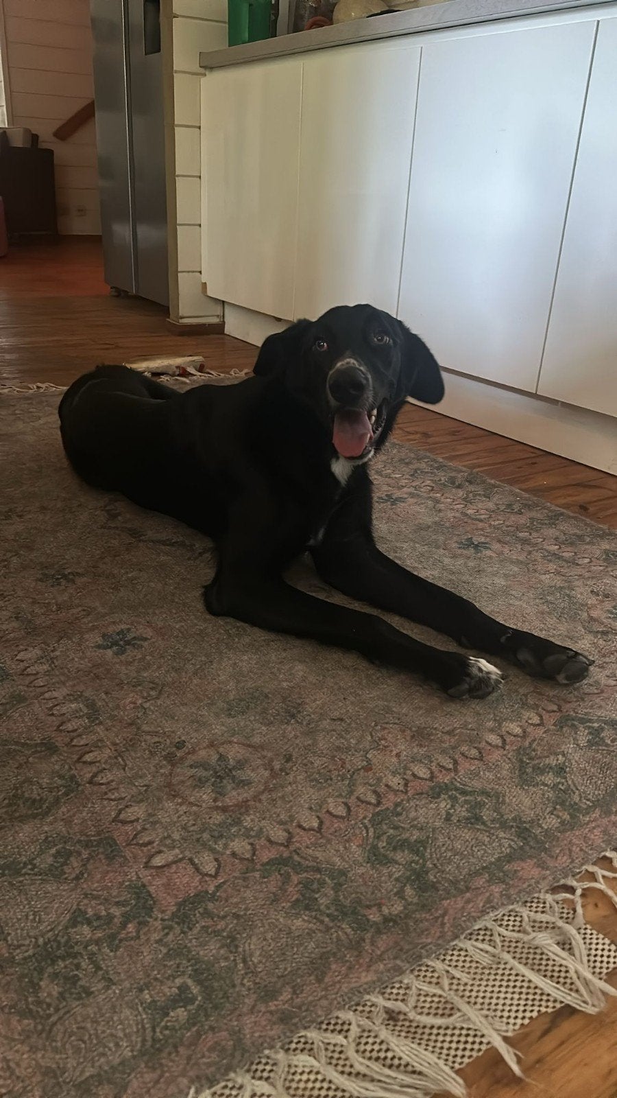 Teddy is in Nederland. Kat? Geen probleem, 15 weken tot 1 jaar, Buitenland, Parvo, Eén hond