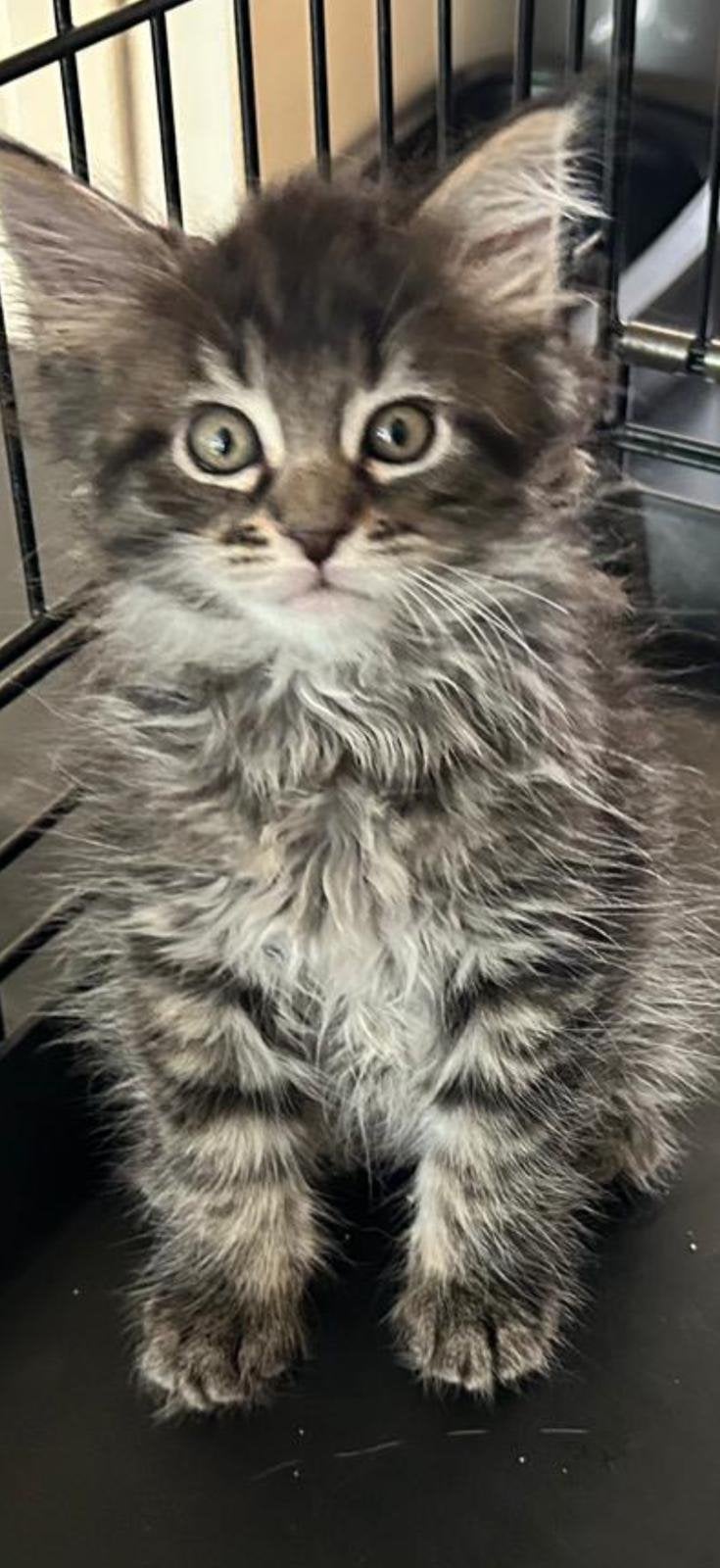 Mooie maine coon kittens uit Russische lijnen, Meerdere dieren