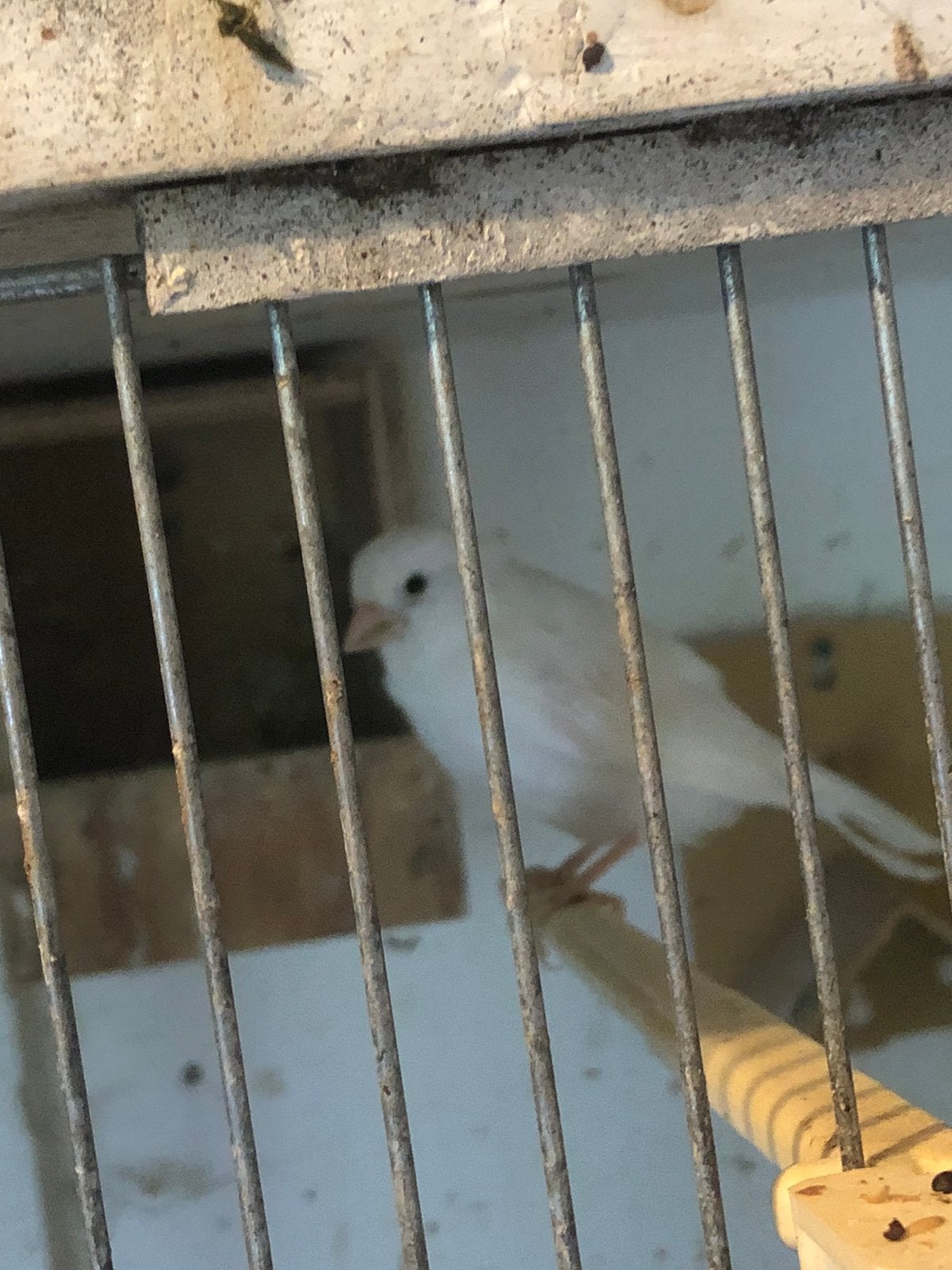 7 witte kanaries, Meerdere dieren, Kleurkanarie
