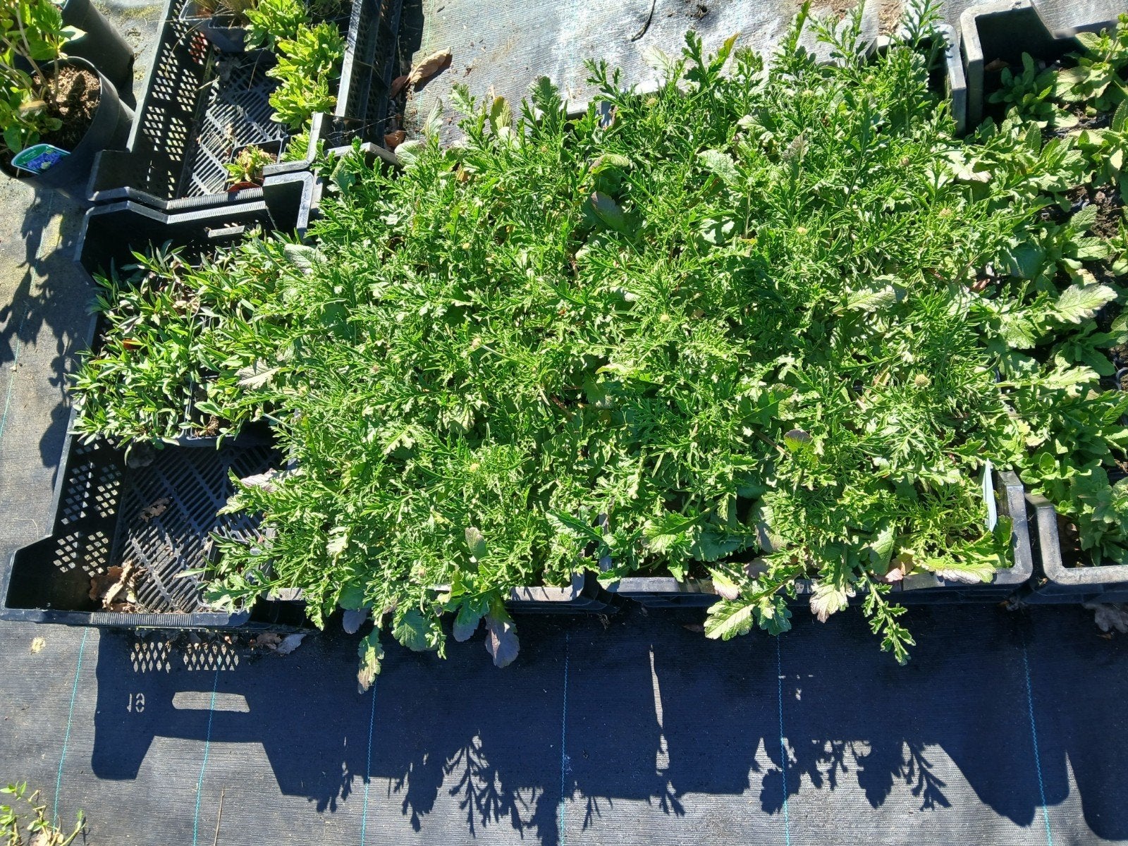 Scabiosa columbaria 'Blauw' - Duifkruid € 1.50, Ophalen of Verzenden