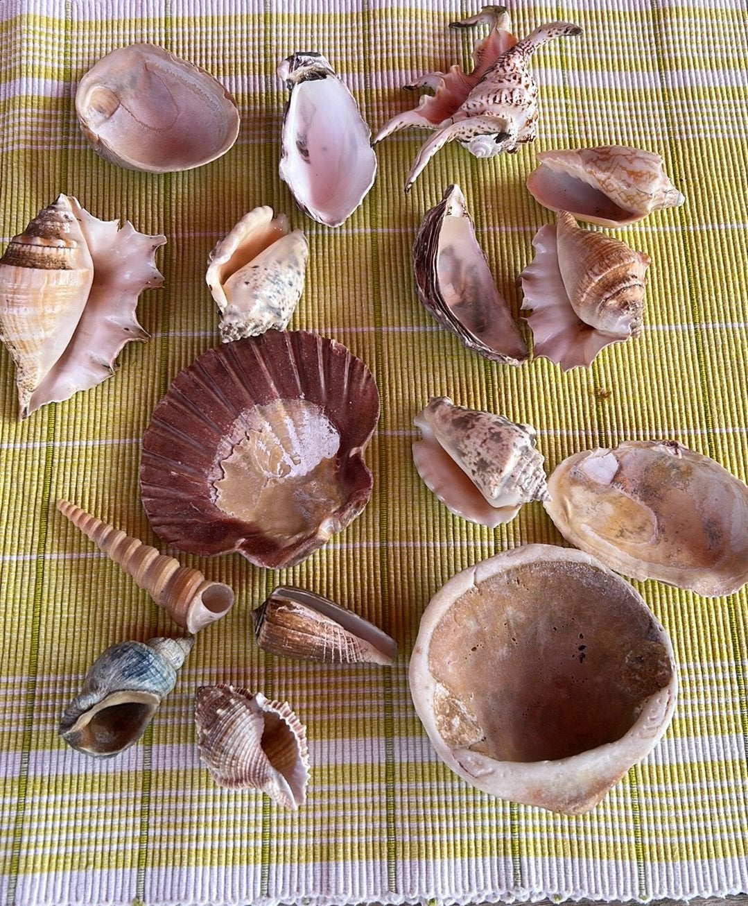 Diverse schelpen, Tuin en Terras, Ophalen of Verzenden, Zo goed als nieuw