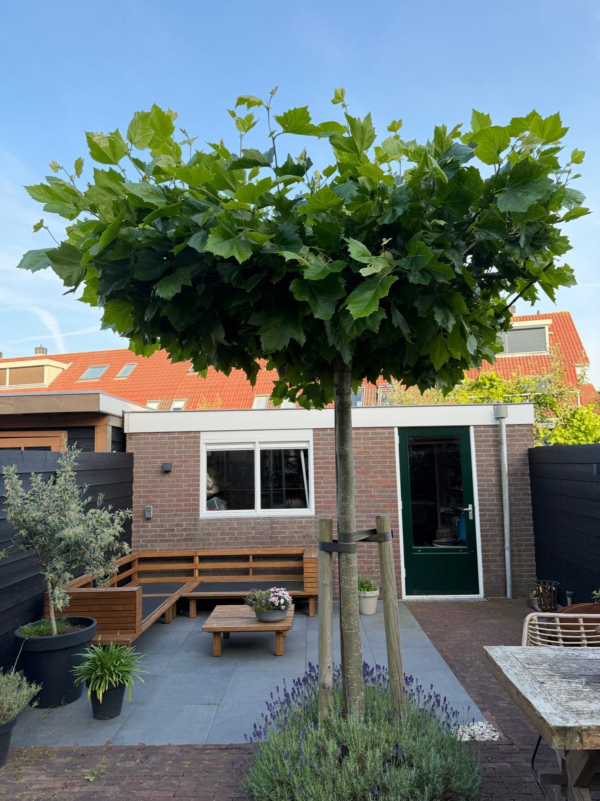 Prachtige 5-jarige dakplataan, Tuin en Terras, Planten | Bomen, Dakboom, 250 tot 400 cm, Zomer, Ophalen