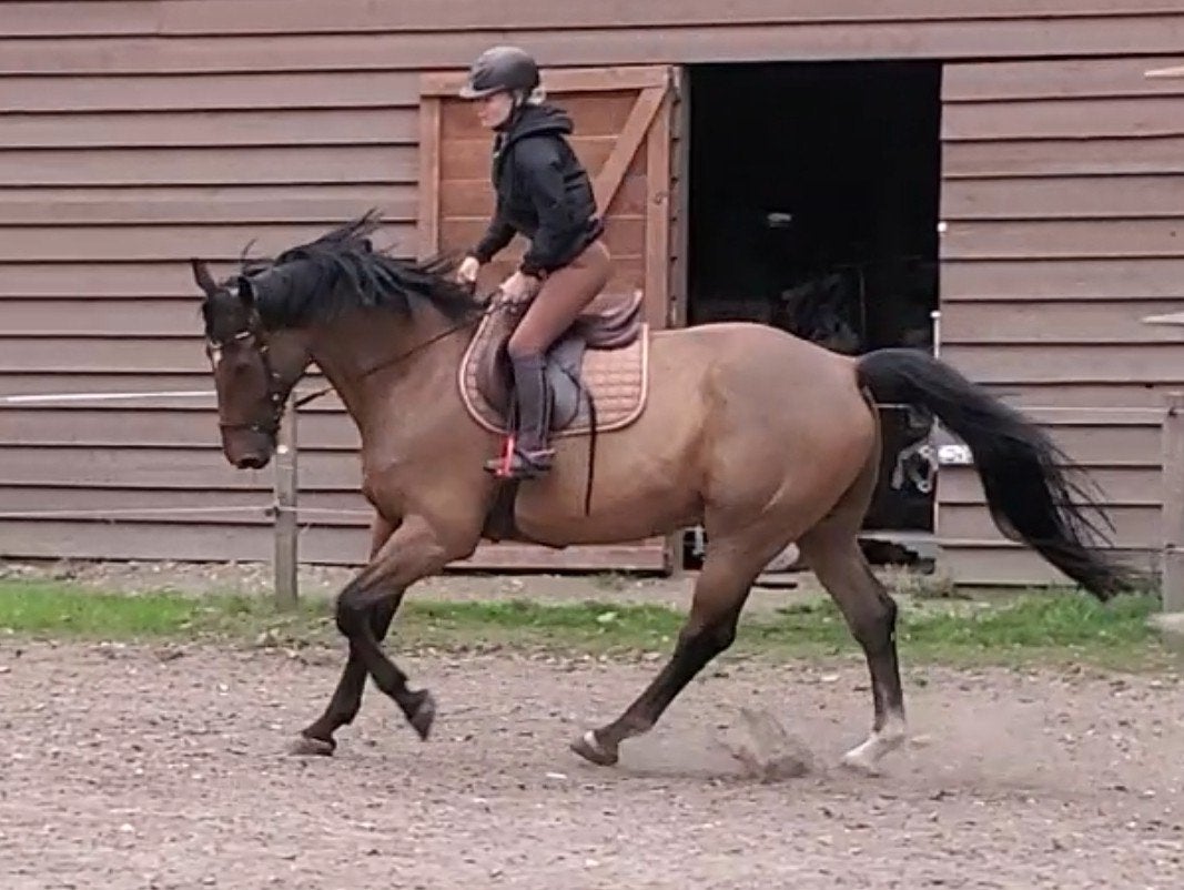 Sportief recreatie paard., Met stamboom, Ruin, 170 tot 175 cm, L