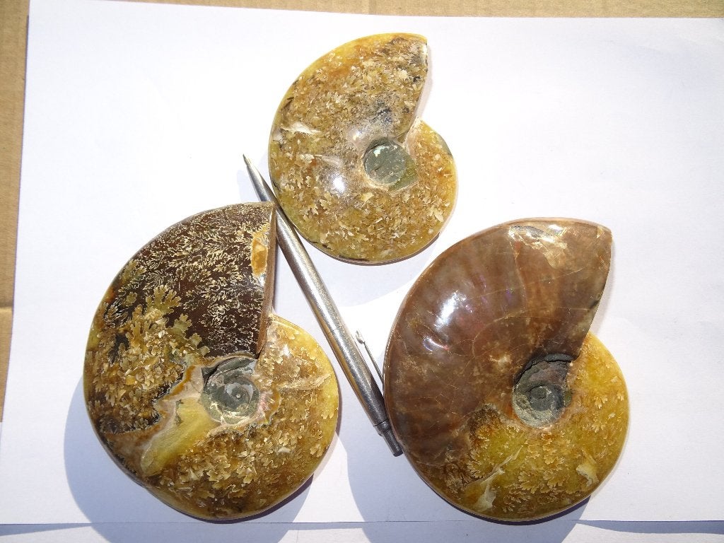 3 Ammoniet cleoniceras, Ophalen of Verzenden, Fossiel